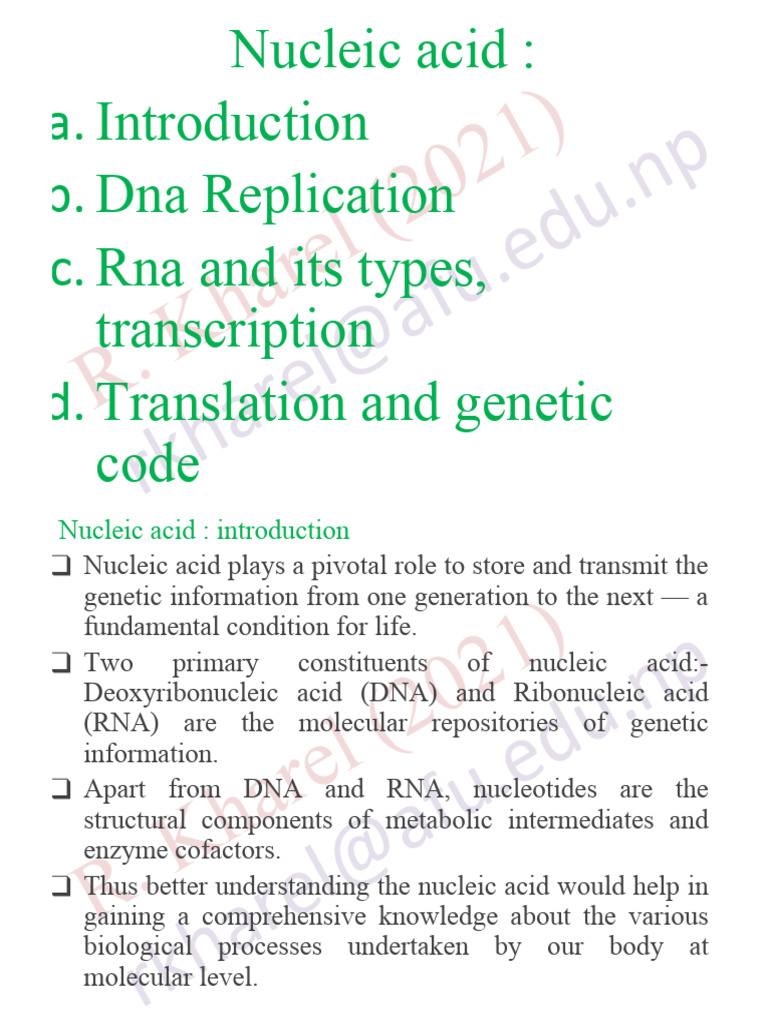 Understanding Nucleic Acids: DNA & RNA | PDF | Nucleic Acids | Dna