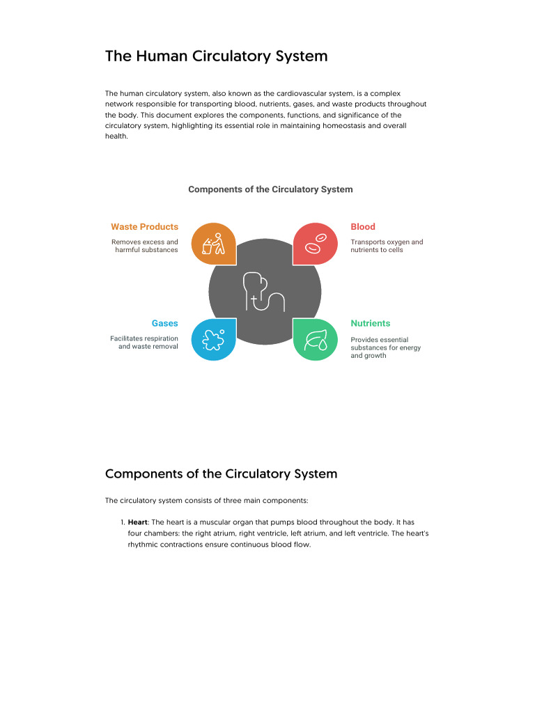 Understanding the Human Circulatory System | PDF | Circulatory System ...
