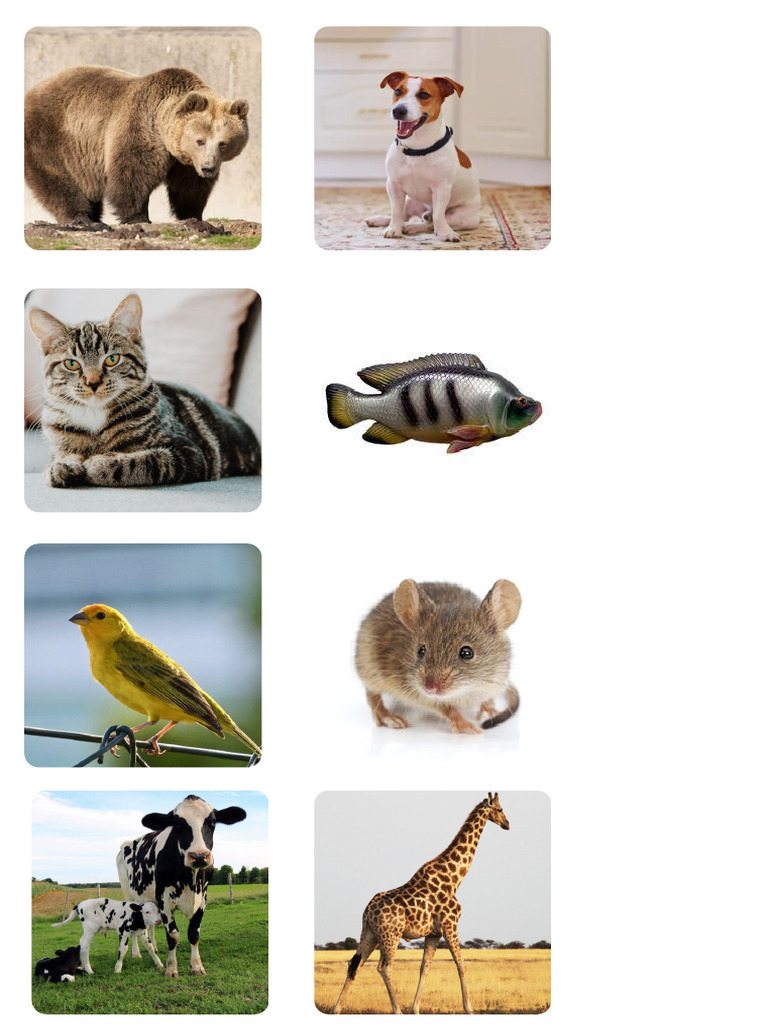 Identificação de Animais | PDF