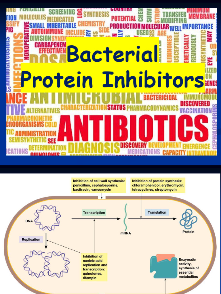 Antimicrbial Protein Inhibitors With Notes | PDF | Antibiotics ...