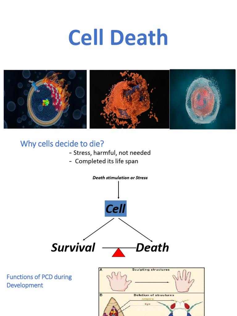 Cell Death (L10) | PDF | Apoptosis | Caspase