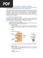 Esquema Completo de Anatomía Humana | PDF