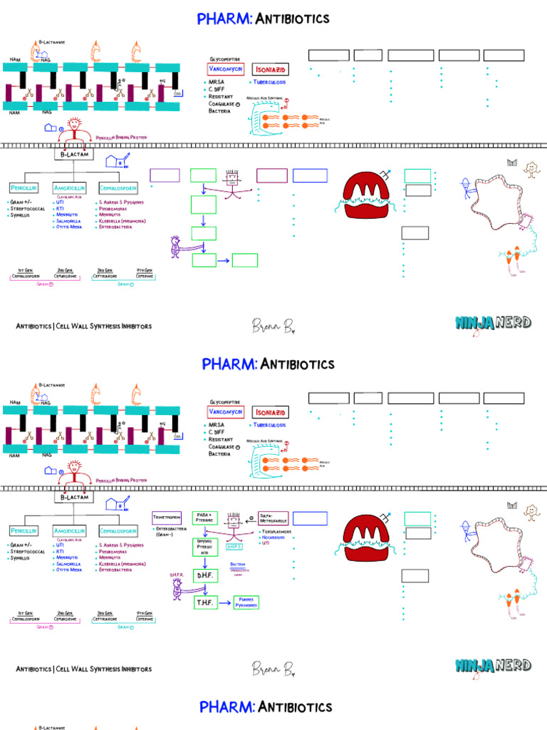 Antibiotics(b) | PDF | Penicillin | Beta Lactamase