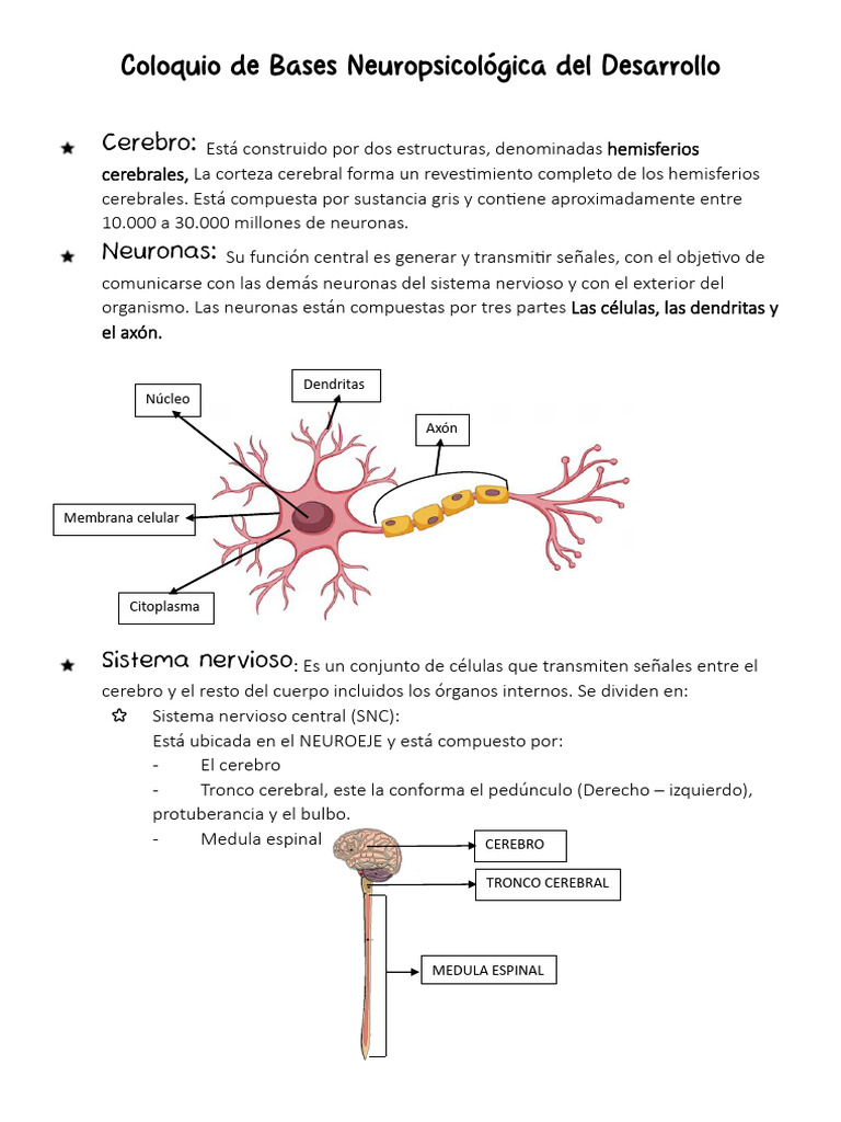 Estructura y Función del Sistema Nervioso | PDF | Cerebro | Sistema ...