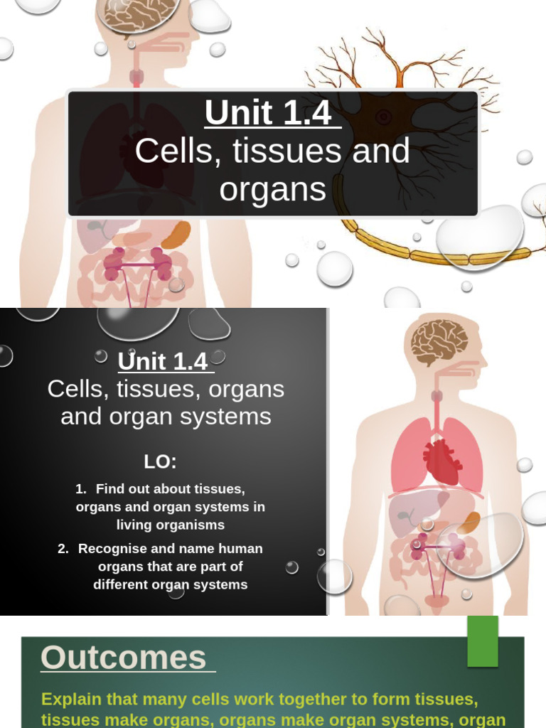 Understanding Cells, Tissues, and Organs | PDF | Tissue (Biology ...