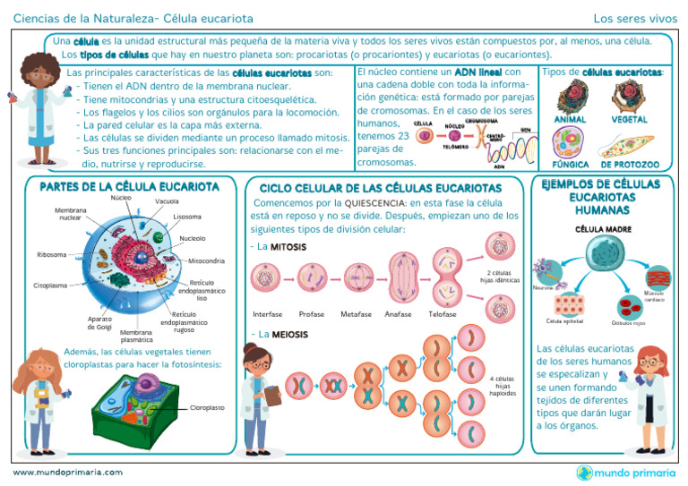 Estructura y Funciones de Células Eucariotas | PDF | Biología Celular ...