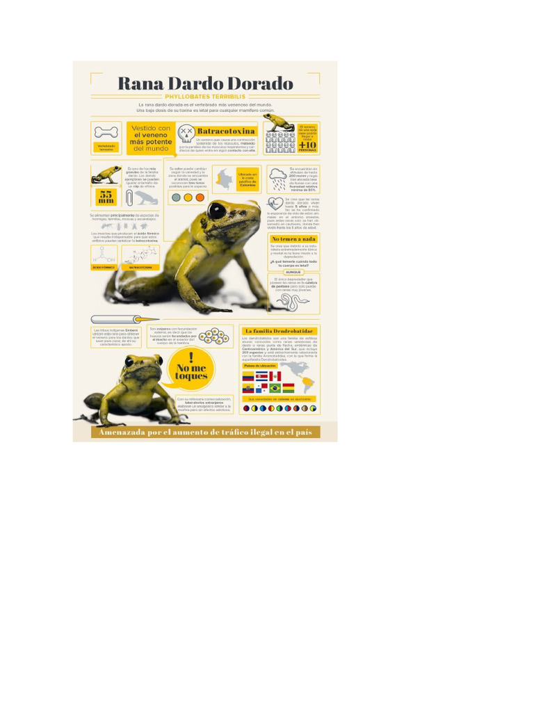 Infografía Rana | PDF