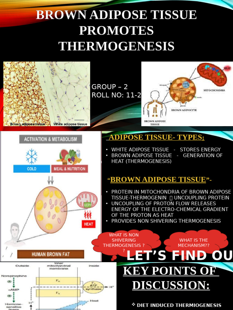 Brown Adipose Tissue and Thermogenesis | PDF