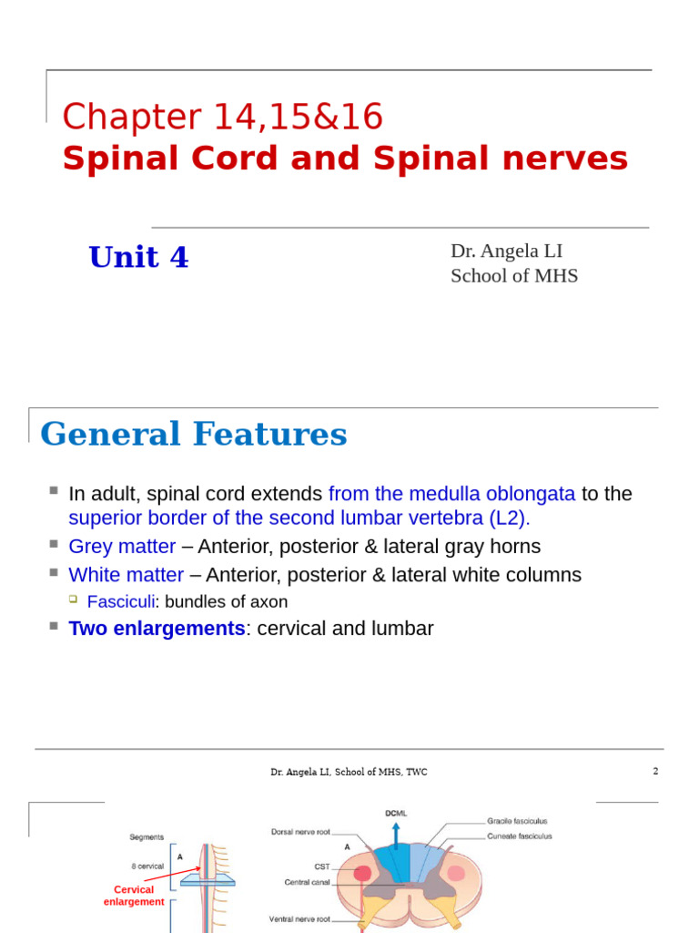 Unit 4-spinal cord | PDF | Spinal Cord | Motor Neuron