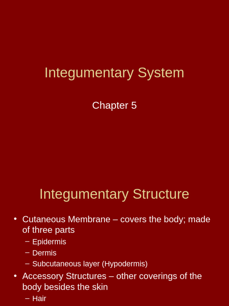 Integumentary System Overview and Functions | PDF | Integumentary ...