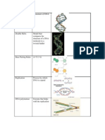 Nucleotide Monomers of DNA