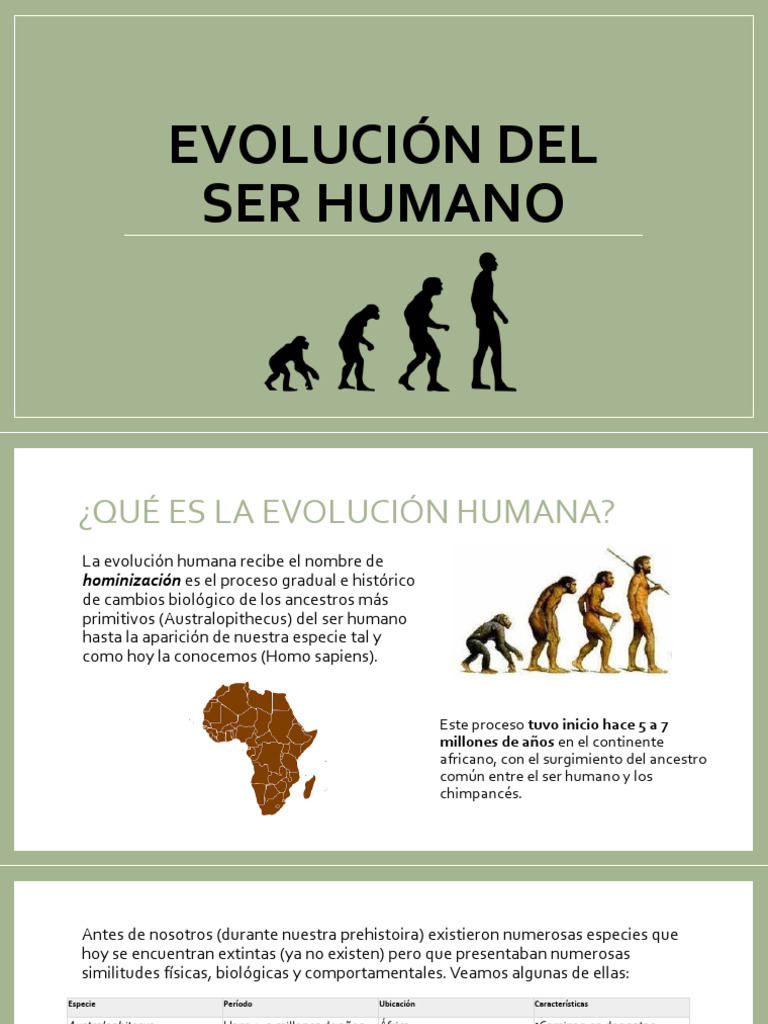 Evolución del Ser Humano: Etapas Clave | PDF | Homo | Evolución humana