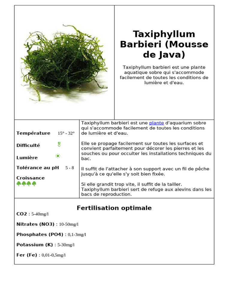 Mousse de Java : Guide d'entretien et culture | PDF