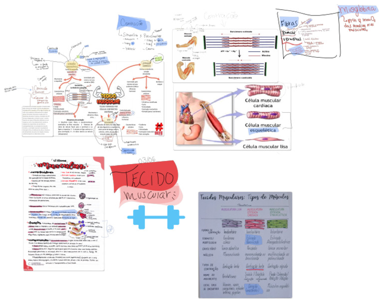 Tecido Muscular | PDF