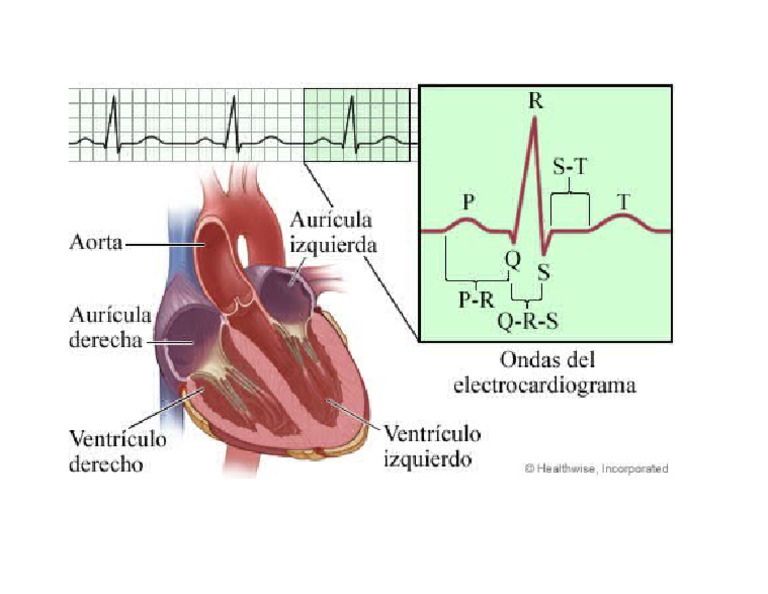 Ecg | PDF