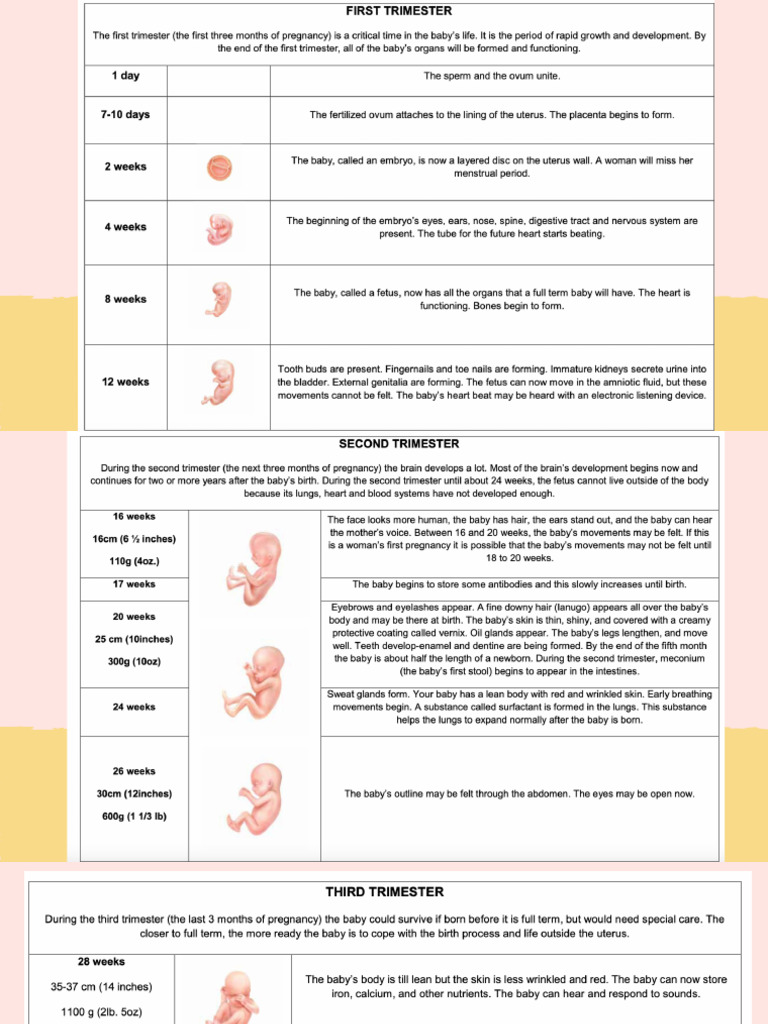 Fetal Development | PDF