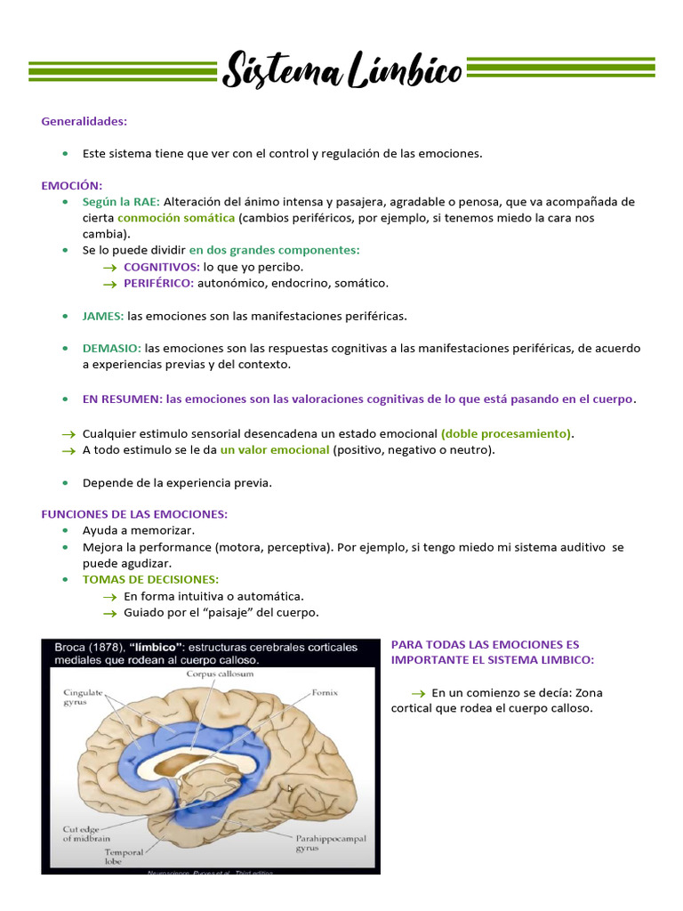 Control y Regulación de Emociones | PDF | Las emociones | Amígdala