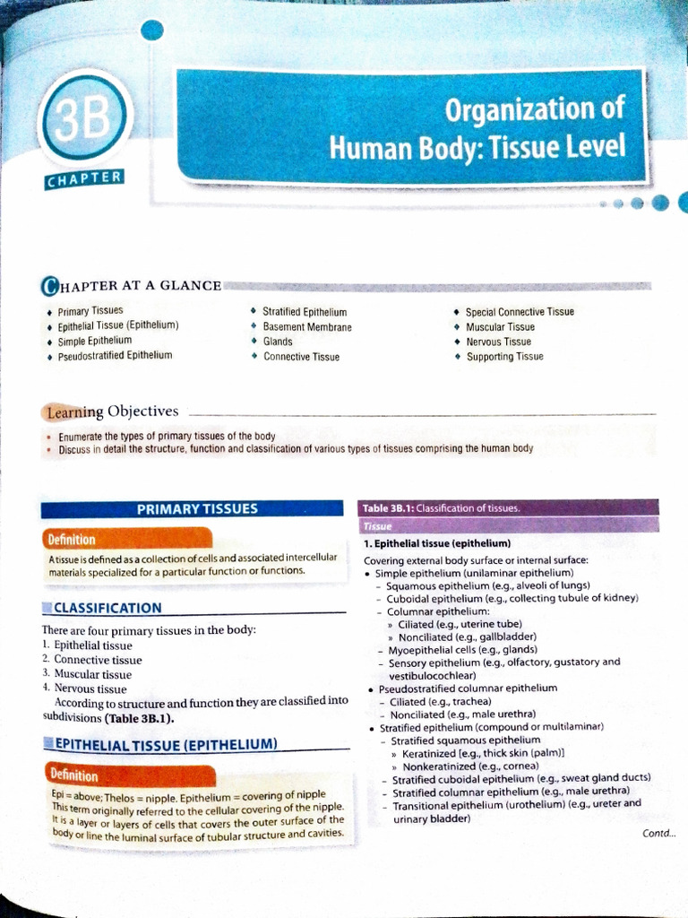 Overview of Primary Body Tissues | PDF | Epithelium | Organ (Anatomy)