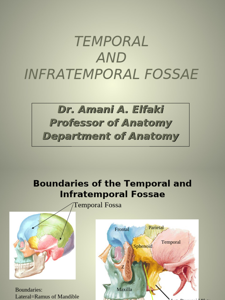 Temporal and Infratemporal Fossa Anatomy | PDF | Primate Anatomy ...
