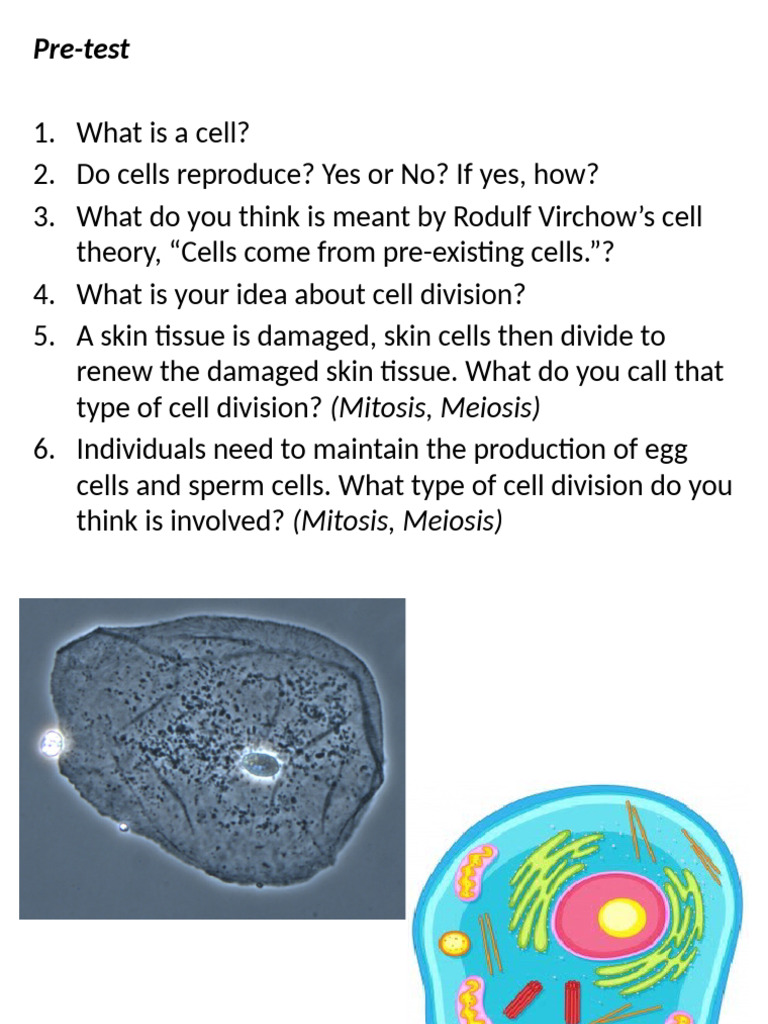 Understanding Cell Division Processes | PDF | Mitosis | Chromosome