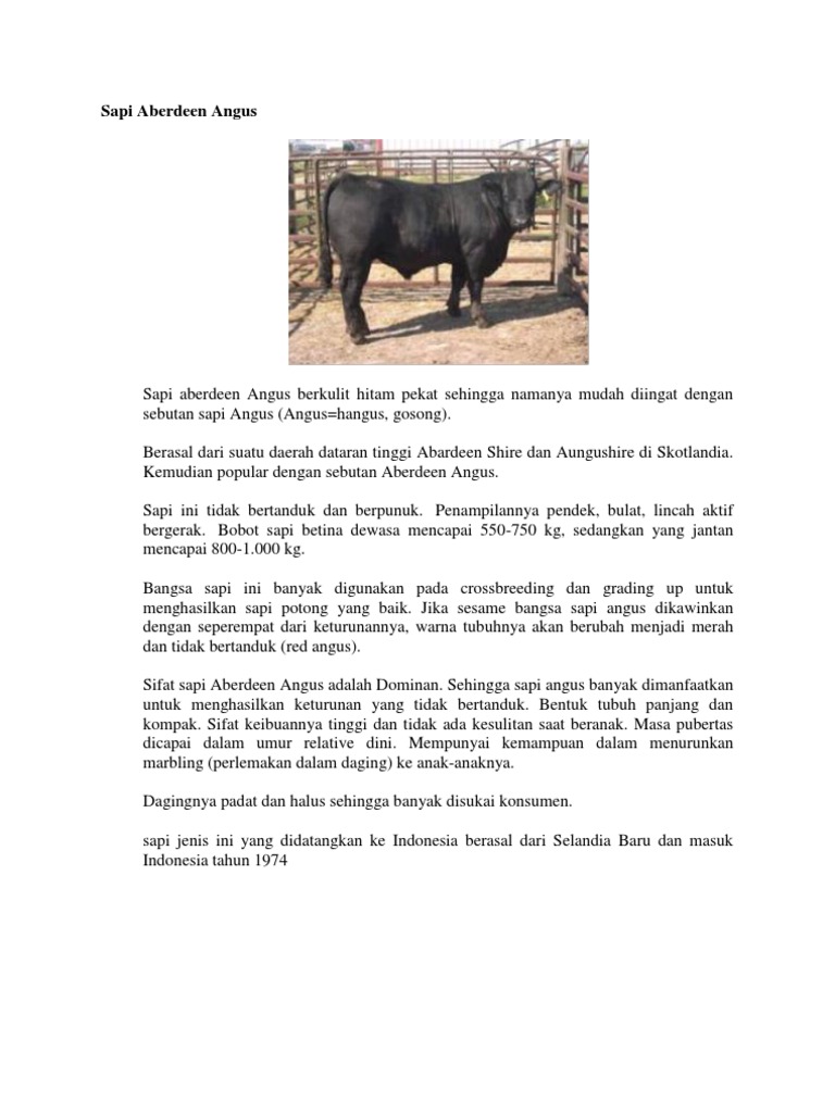 Sapi Aberdeen Angus: Ciri dan Karakteristik | PDF | Memasak, Makanan ...