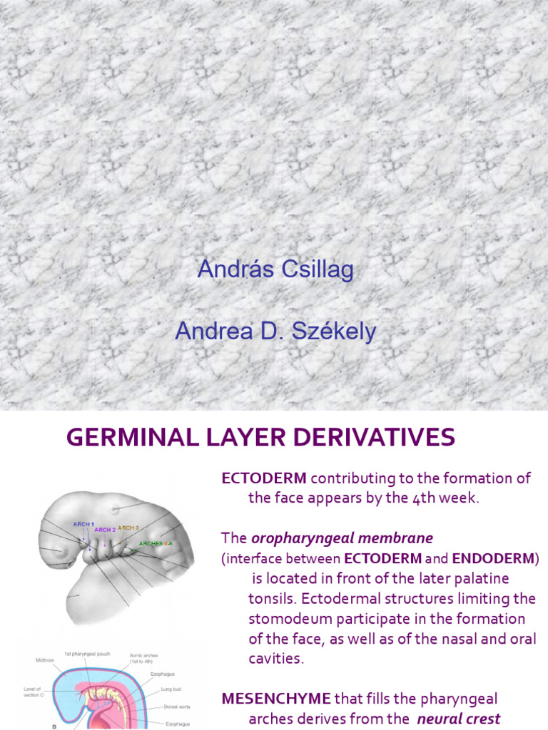 Face and Palate Development Overview | PDF | Human Nose | Parathyroid Gland