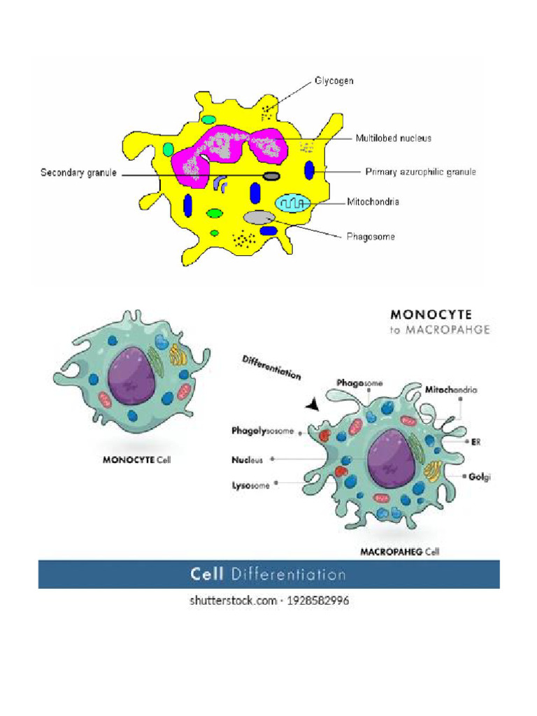 Cell Drawing | PDF