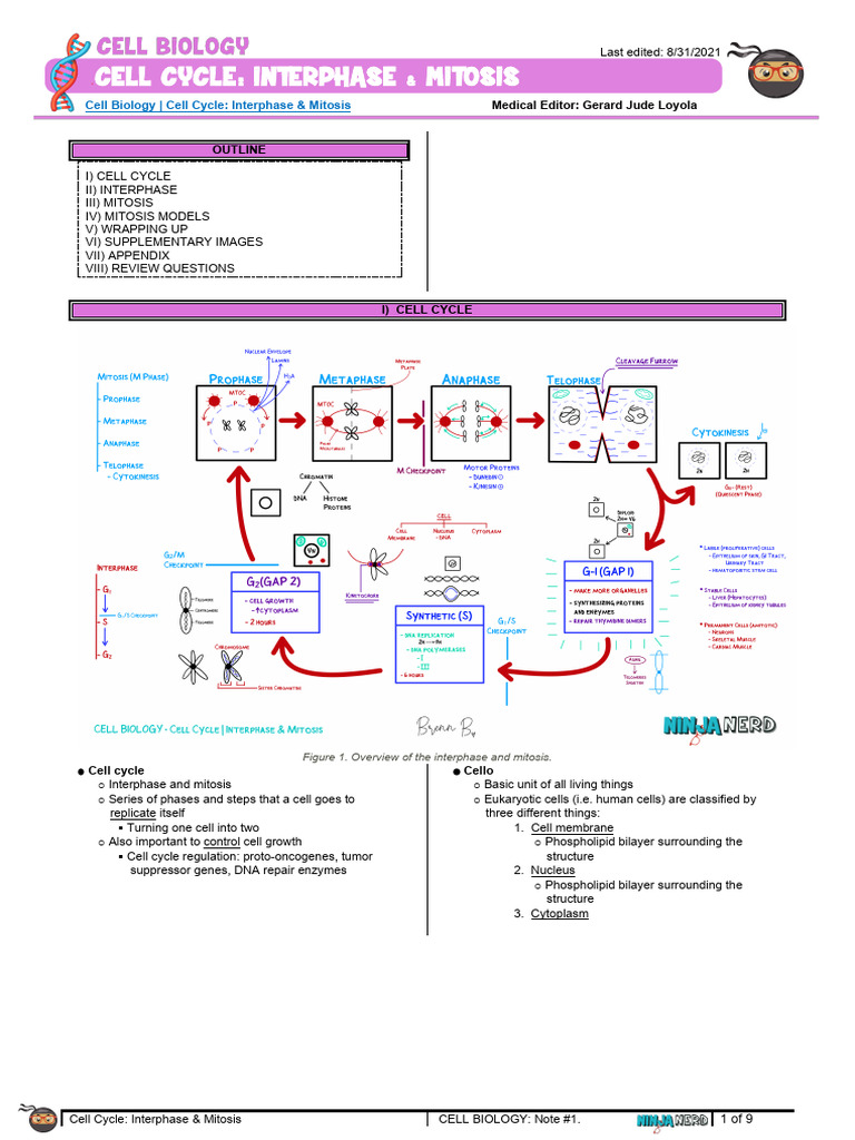 Cell Cycle: Interphase and Mitosis Guide | PDF | Mitosis | Cell Cycle
