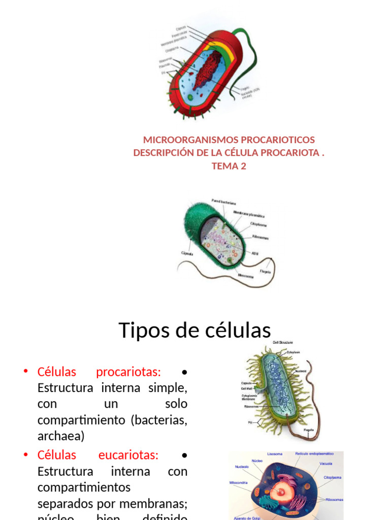 Estructura y Clasificación de Procariotas | PDF | Las bacterias ...