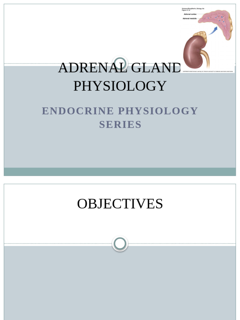 Adrenal Gland Physiology Overview | PDF | Adrenal Gland | Glands