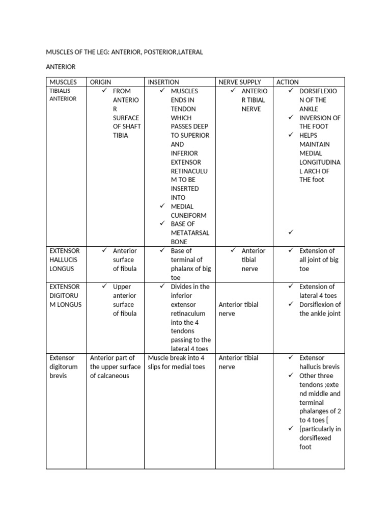Lower Limb Muscle Anatomy Overview | PDF | Foot | Human Leg