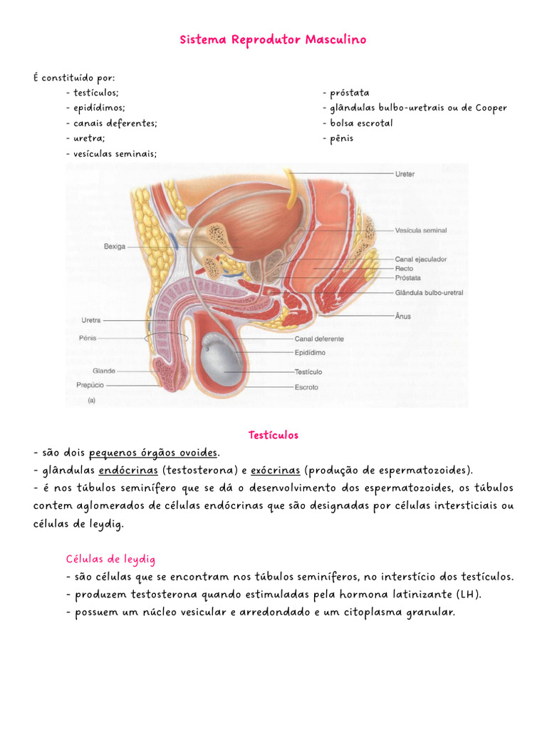 Estrutura e Função do Sistema Reprodutor Masculino | PDF | Testículo ...