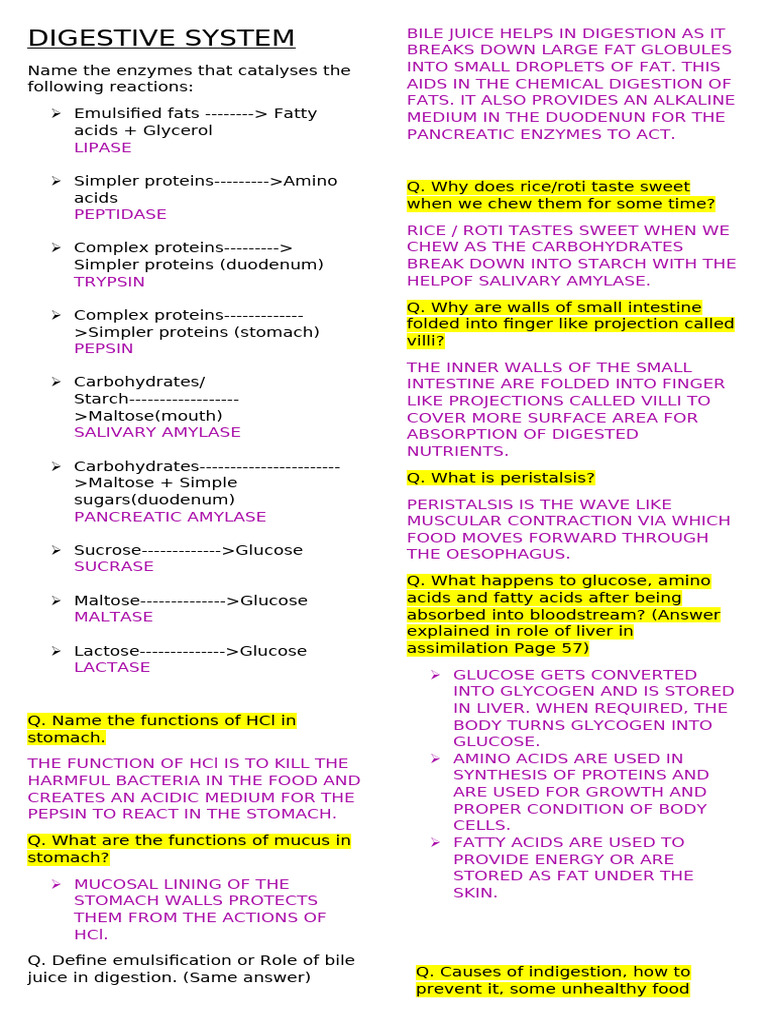 Digestive System Overview and Functions | PDF | Digestion | Human ...