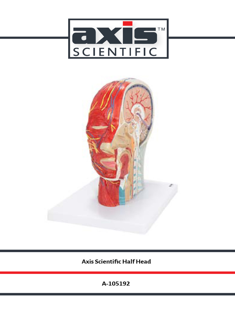 Axis Scientific Half Head Anatomy Model | PDF