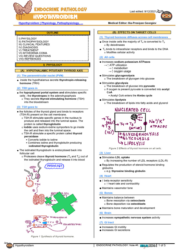 Understanding Hypothyroidism: Causes & Effects | PDF | Thyroid ...