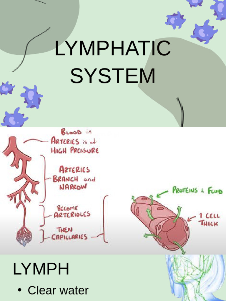 10. Lymphatic System.notes | PDF