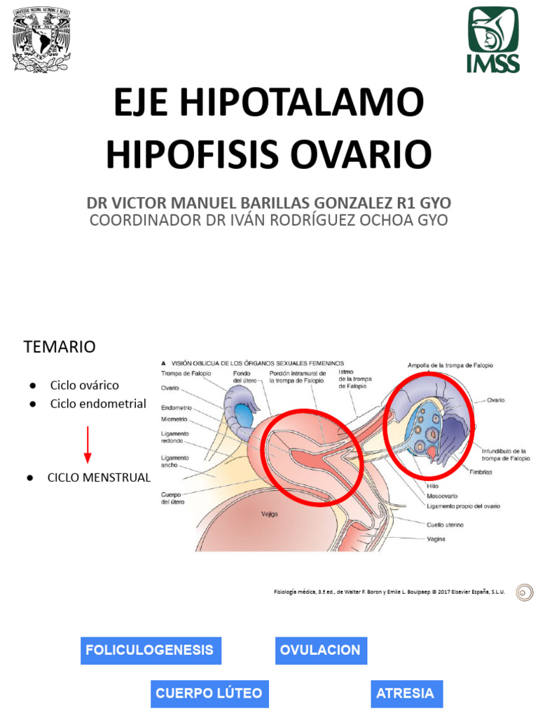 Eje Hipotalamo Hipofisis Ovario | PDF | Hormona luteinizante ...