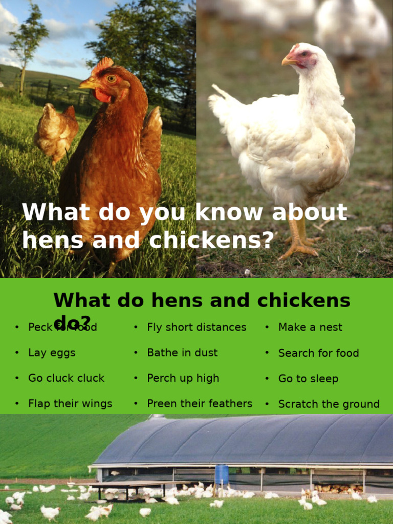 Understanding Hens and Chickens' Behavior | PDF | Chicken | Livestock