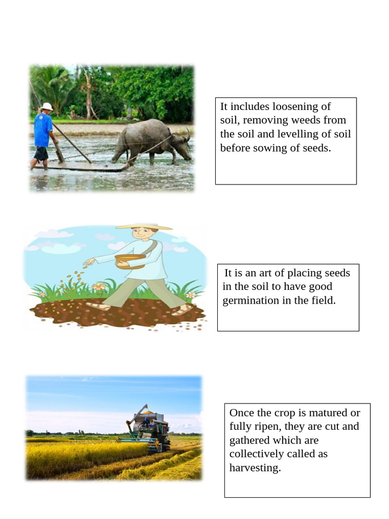 Soil Preparation and Harvesting Guide | PDF