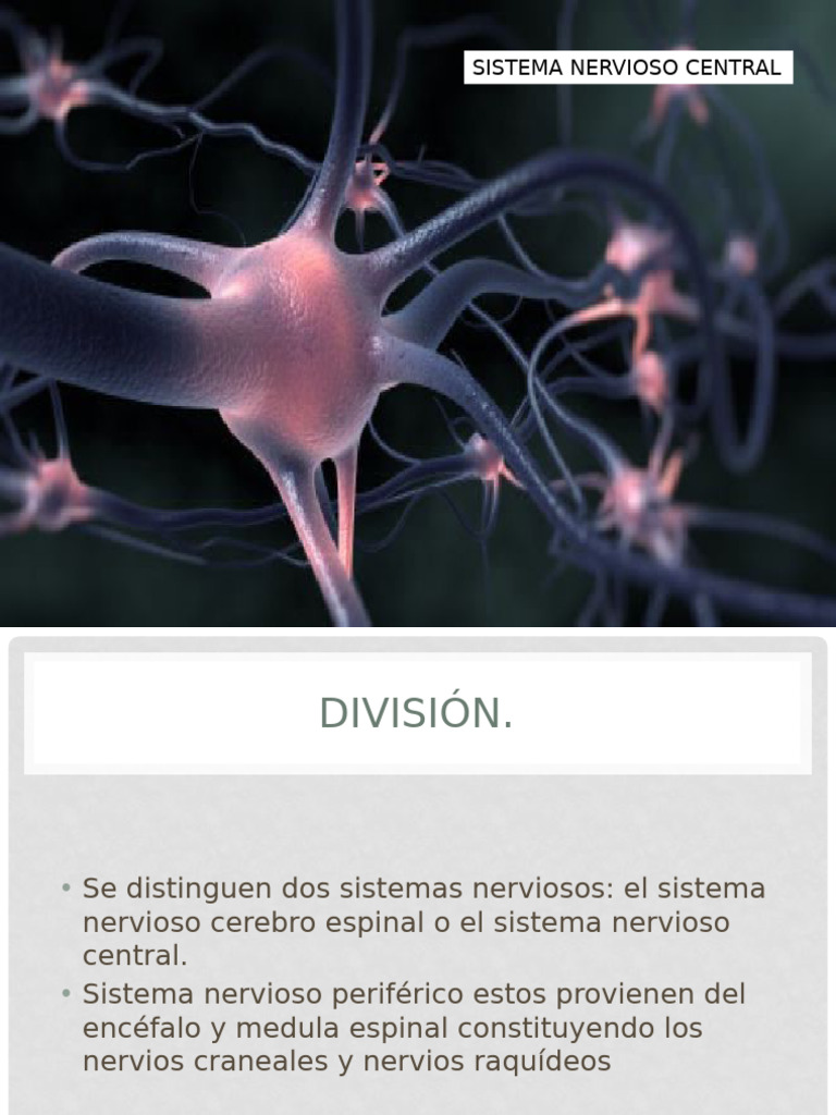 Sistema Nervioso Central | PDF | Sistema nervioso | Nervio