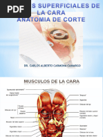 Anatomía y Función de la Región Labial | PDF | Labio | Anatomía humana