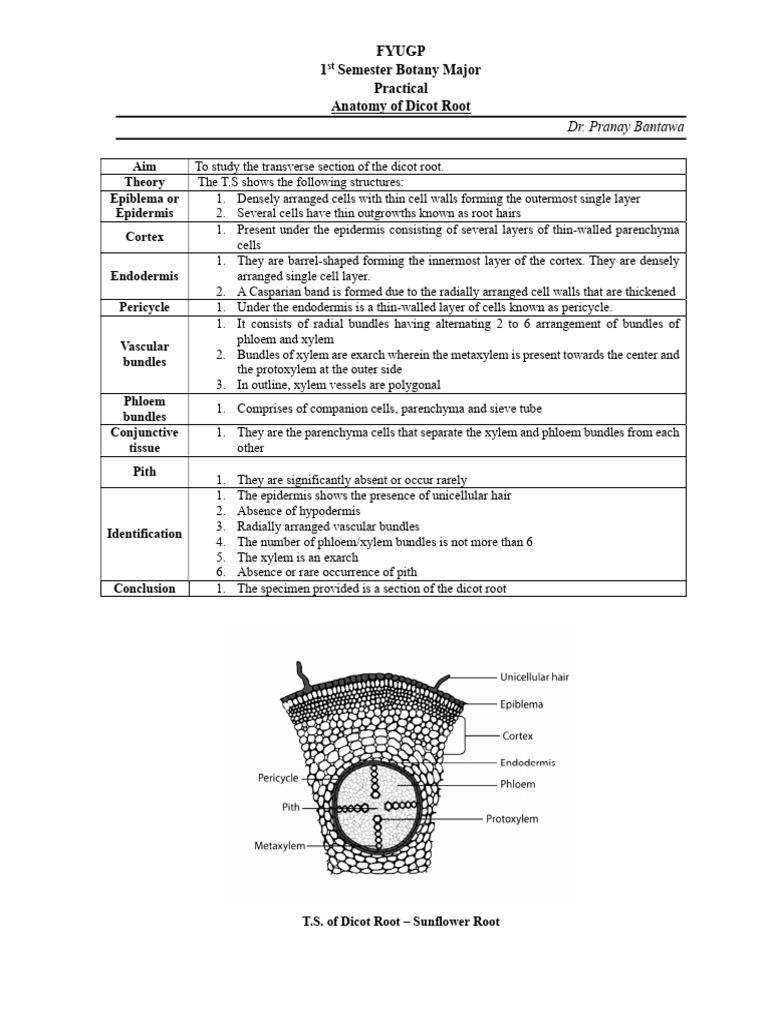 Dicot Root Practical Ok | PDF