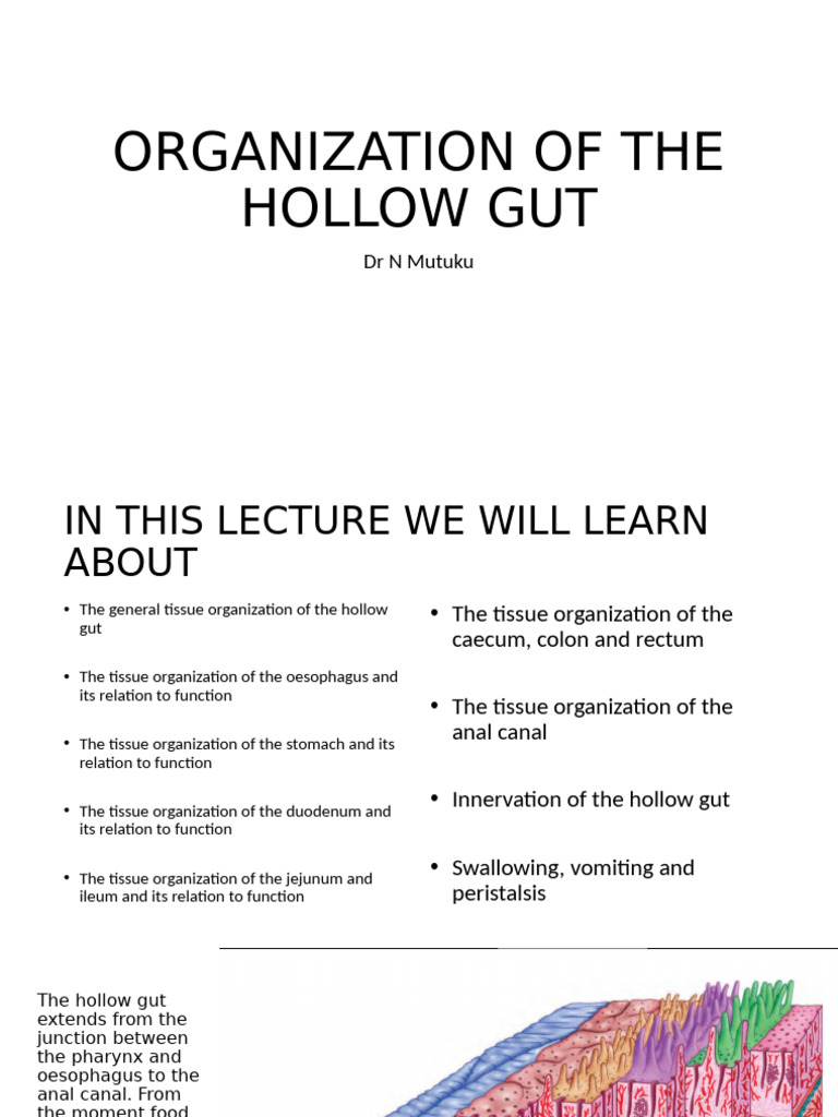 Organization of The Hollow Gut | PDF | Stomach | Gastrointestinal Tract