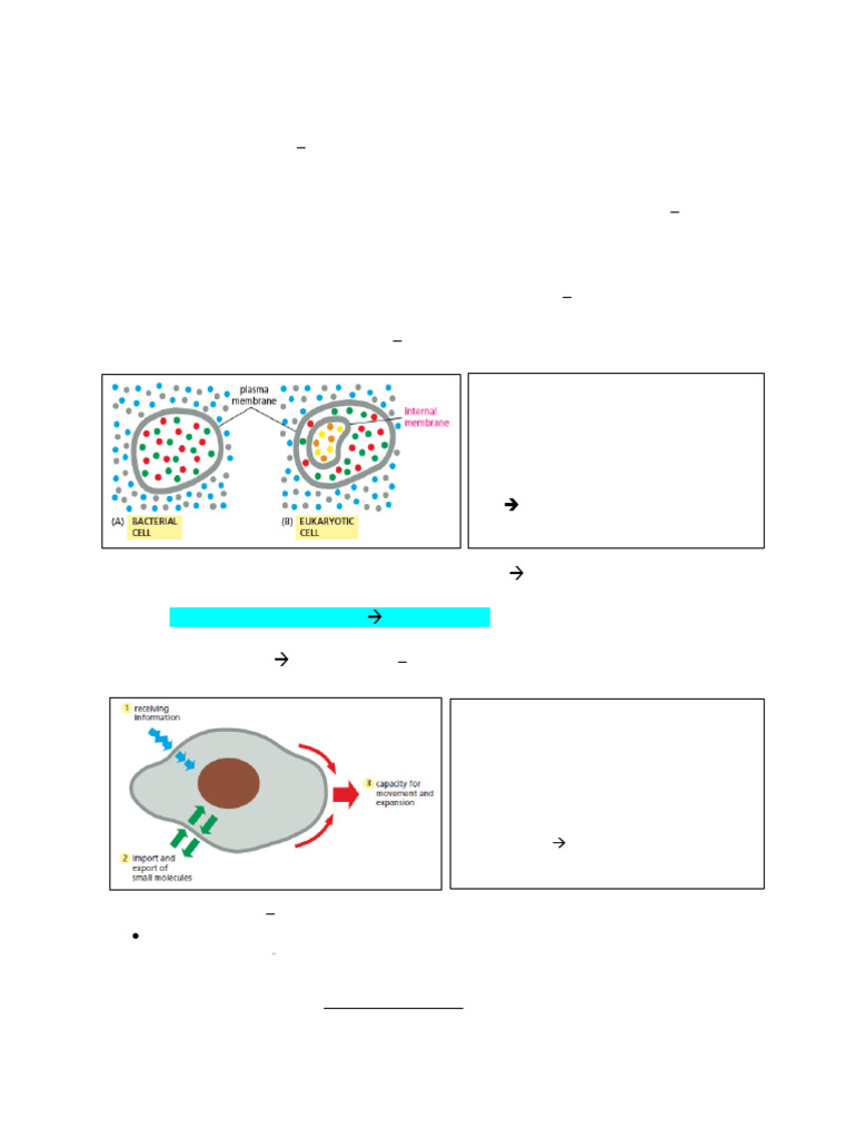 Understanding Plasma Membrane Structure | PDF | Cell Membrane | Lipid ...