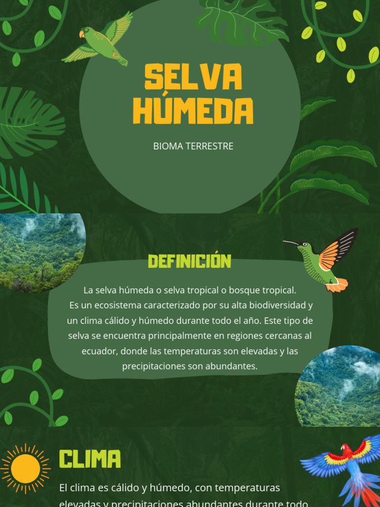 Selva | PDF | Selva | Ciencias de la Tierra
