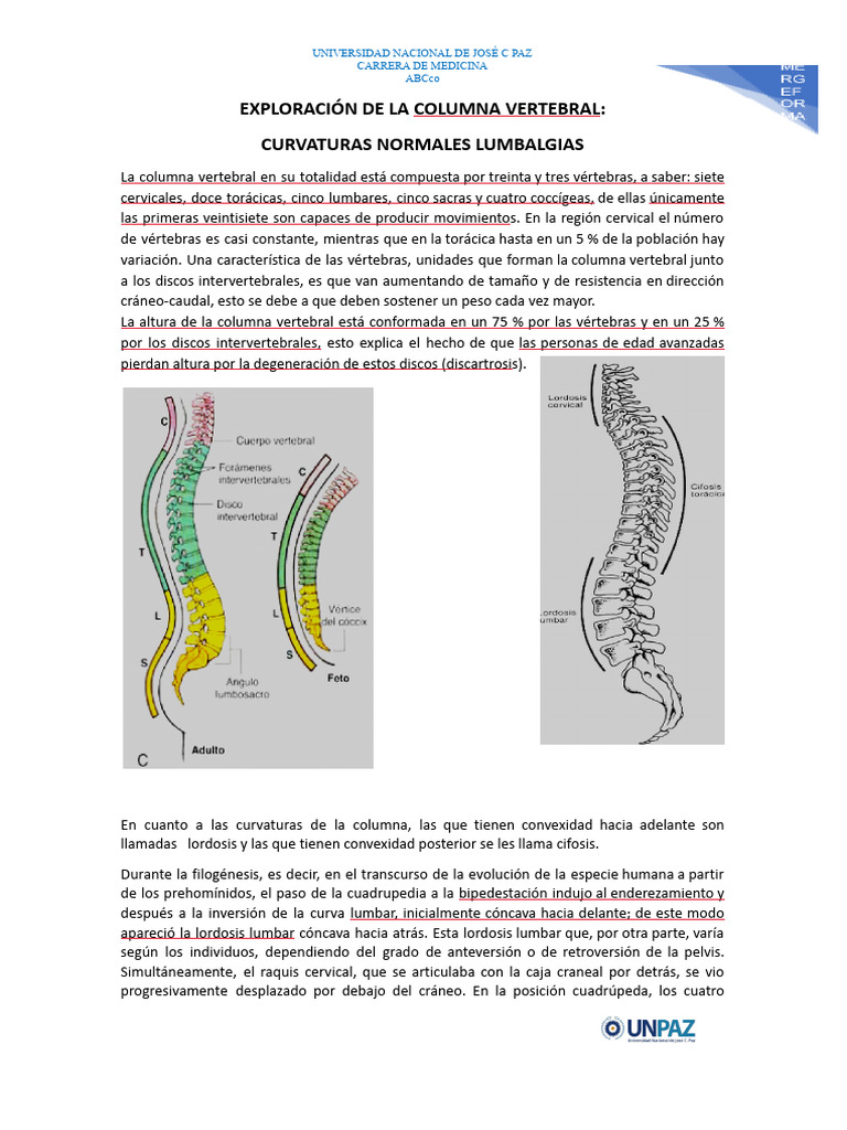 s3. Estudiantes. Exploración de La Columna Vertebral | PDF | La columna ...