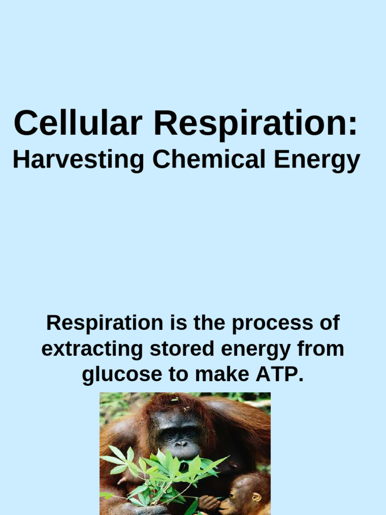 S5_165_1464763088 | PDF | Cellular Respiration | Adenosine Triphosphate