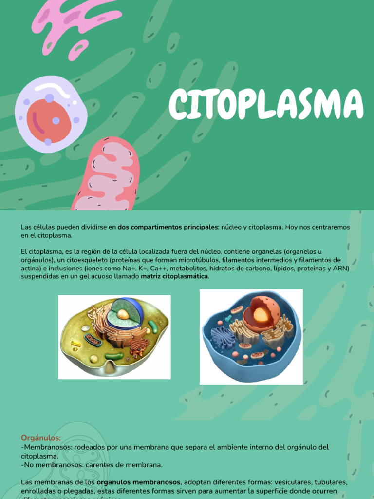 Estructura y Función del Citoplasma Celular | PDF | Citoplasma ...