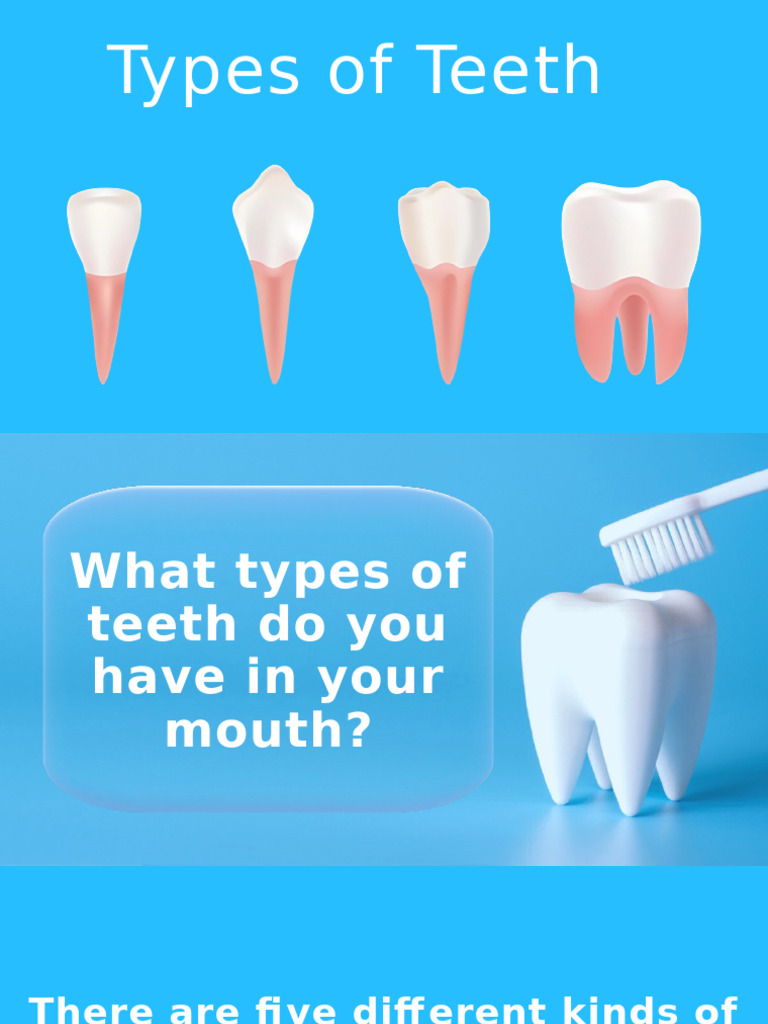 Types of Human Teeth Explained | PDF