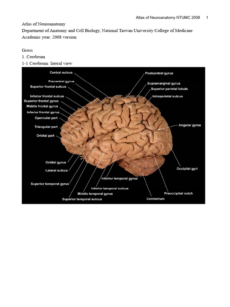Neuroanatomy Atlas Overview 2008 | PDF | Brainstem | Cerebrum